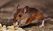 24 Hour & Emergency Exterminators in Orange, NJ
